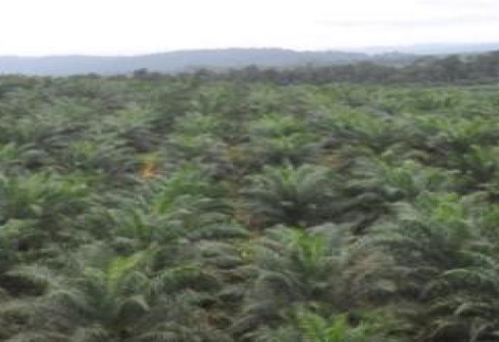 ALFI Ajak Pengusaha Agribisnis Ikut Pameran Agrofood Internasional